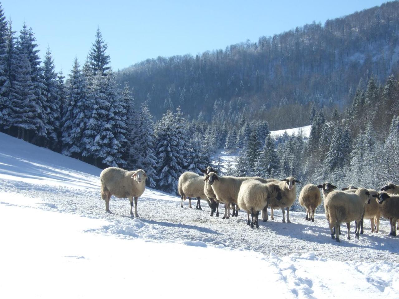 Planinski Mir Zaovine Esterno foto