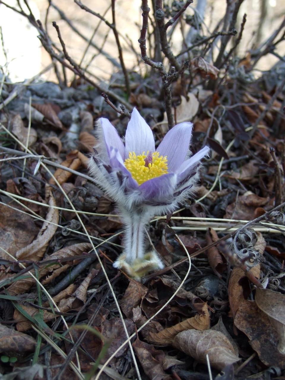 Planinski Mir Zaovine Esterno foto